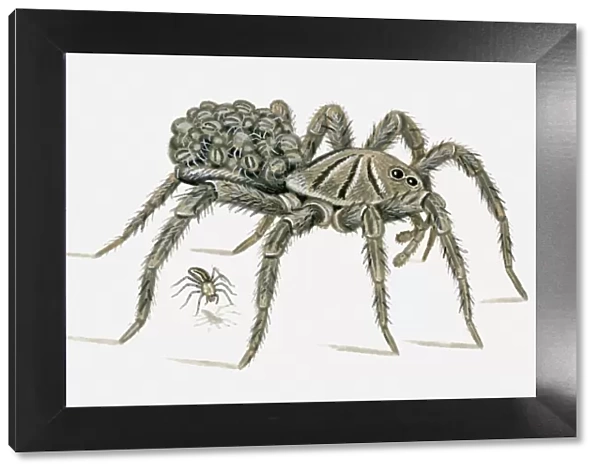 Illustration of female Carolina Wolf Spider (Hogna carolinensis) carrying young on back, and spider falling to the ground