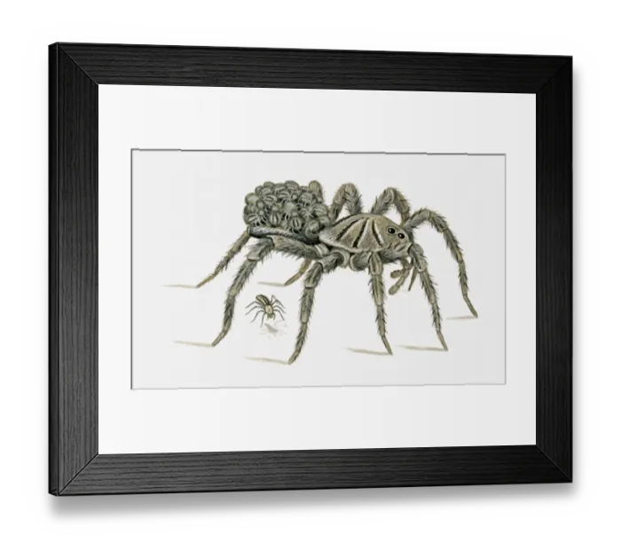 Framed Print : Illustration of female Carolina Wolf Spider (Hogna carolinensis) carrying young on back, and spider falling to the ground Framed Print : Illustration of female Carolina Wolf Spider (Hogna carolinensis) carrying young on back, and spider falling to the ground