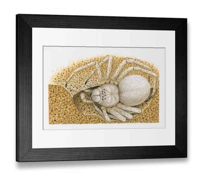 Framed Print : Illustration of White Lady (Leucorchestris arenicola) spider in burrow Framed Print : Illustration of White Lady (Leucorchestris arenicola) spider in burrow