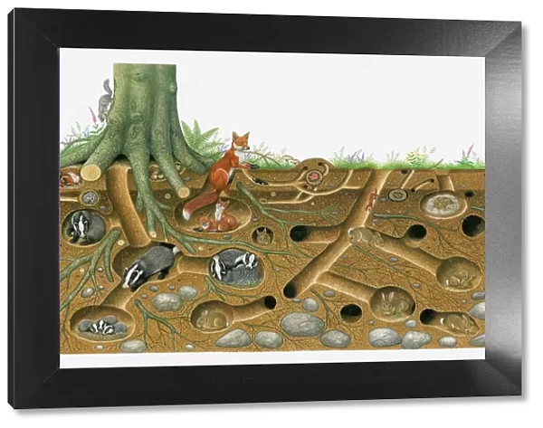 Illustration of Red Fox and European Badger living and breeding in burrow system with stoat and rabbits