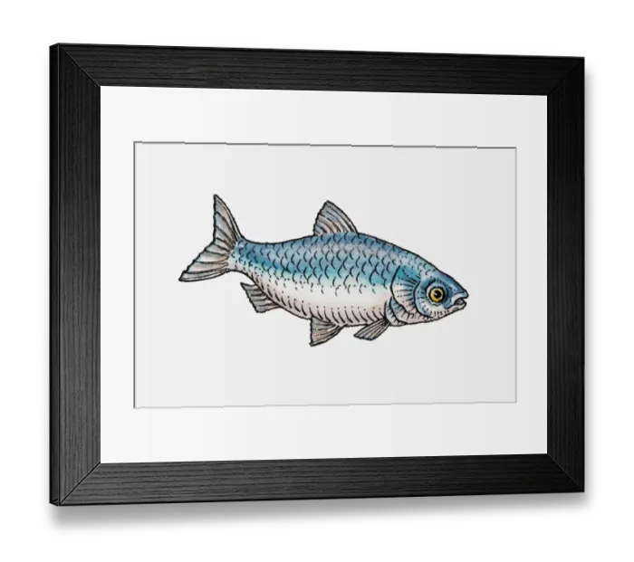 Framed Print : Illustration of a blue fish, side view Framed Print : Illustration of a blue fish, side view