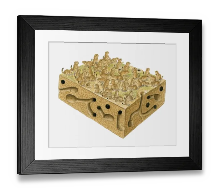 Framed Print : Illustration of large colony Black-tailed Prairie Dogs (Cynomys ludovicianus) above burrows Framed Print : Illustration of large colony Black-tailed Prairie Dogs (Cynomys ludovicianus) above burrows