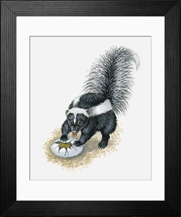Framed Print : Illustration of Striped Skunk (Mephitis mephitis) licking yoke from broken birds egg Framed Print : Illustration of Striped Skunk (Mephitis mephitis) licking yoke from broken birds egg
