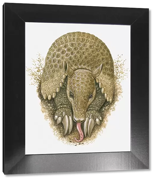 Illustration of Armadillo using tongue to lick up ants in burrow