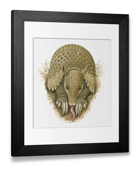 Framed Print : Illustration of Armadillo using tongue to lick up ants in burrow Framed Print : Illustration of Armadillo using tongue to lick up ants in burrow