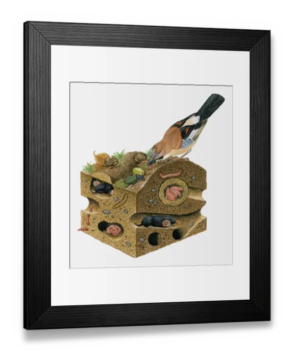 Framed Print : Illustration of Eurasian Jay (Garrulus glandarius) pulling worm from soil on top of European Mole, (Talpa europaea) burrow Framed Print : Illustration of Eurasian Jay (Garrulus glandarius) pulling worm from soil on top of European Mole, (Talpa europaea) burrow