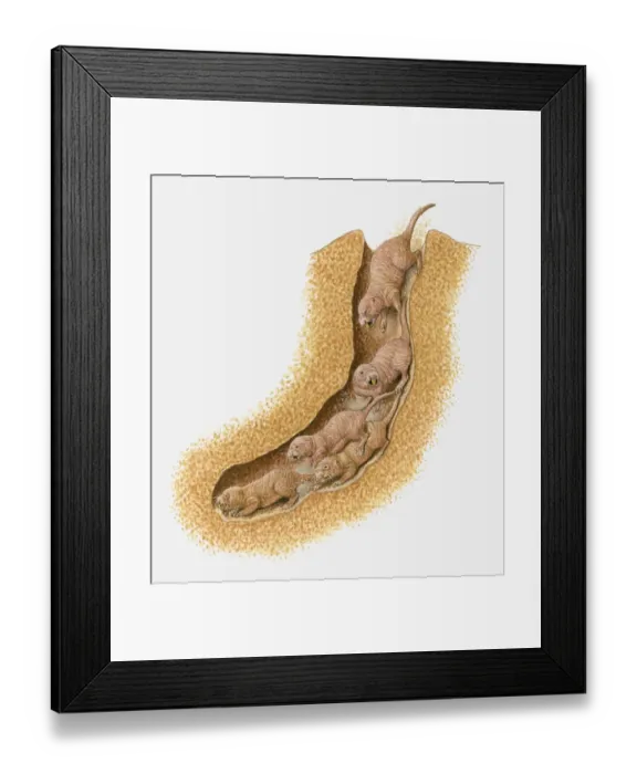 Framed Print : Illustration of Naked Mole Rats (Heterocephalus glaber) inside burrow