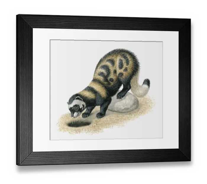 Framed Print : Illustration of Marbled Polecat (Vormela peregusna) looking in burrow