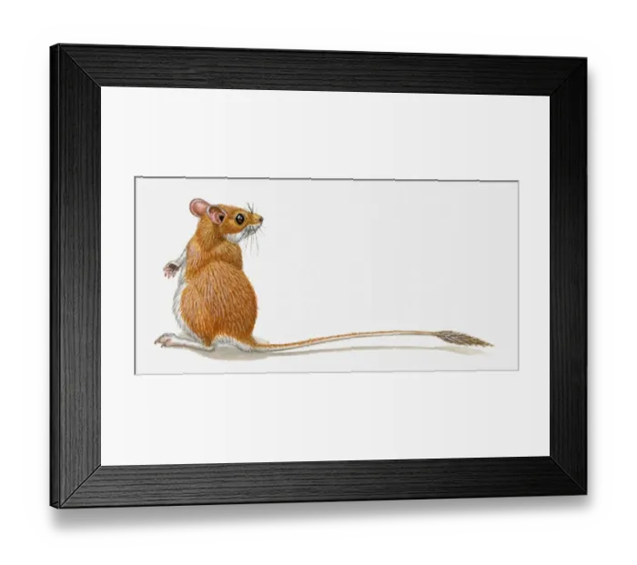 Framed Print : Illustration of Pygmy Gerbil (Gerbillus henleyi) standing on hind legs, head in profile, showing long tail Framed Print : Illustration of Pygmy Gerbil (Gerbillus henleyi) standing on hind legs, head in profile, showing long tail