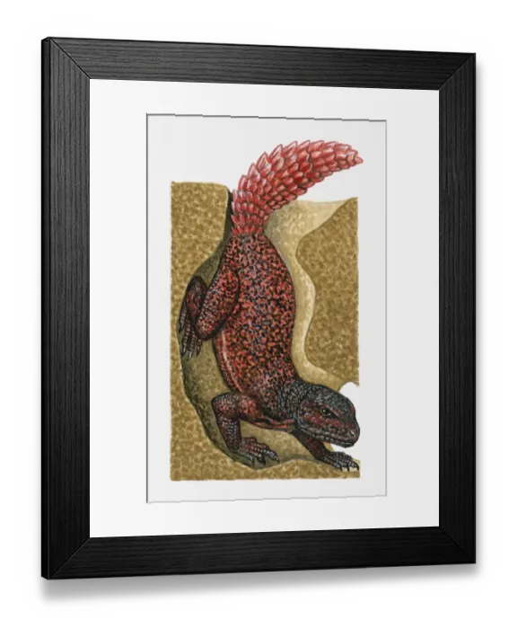 Framed Print : Illustration of red and black spotted Lizard (Agama) in burrow Framed Print : Illustration of red and black spotted Lizard (Agama) in burrow
