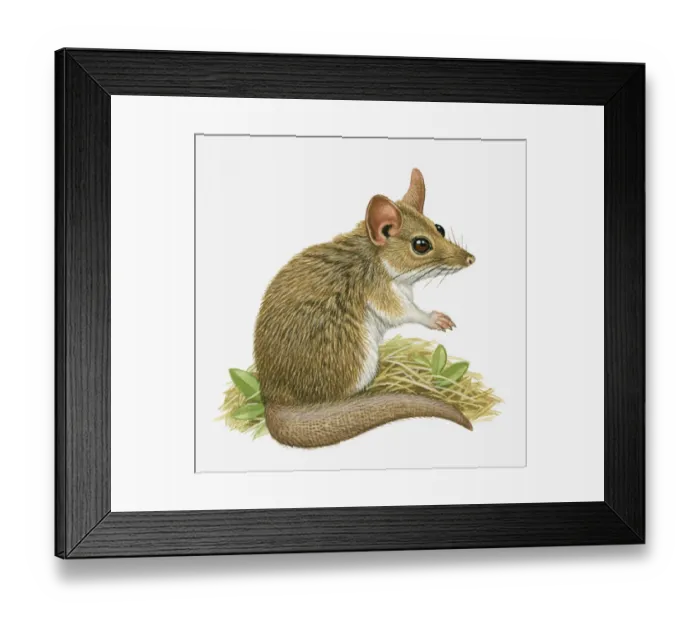 Framed Print : Illustration of Fat Tailed Dunnart (Sminthopsis crassicaudata) Framed Print : Illustration of Fat Tailed Dunnart (Sminthopsis crassicaudata)