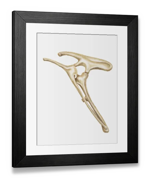 Framed Print : Illustration of the hip bones of a Hypsilophodon, a type of Ornithopod dinosaur, early Cretaceous period
