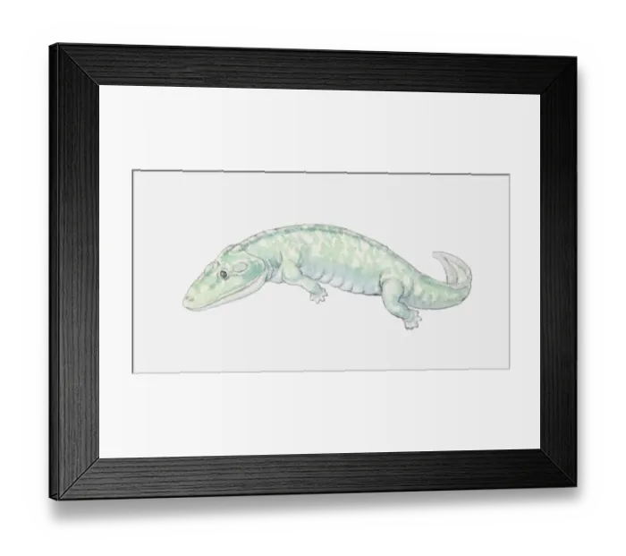 Framed Print : Illustration of an early amphibian, Devonian period Framed Print : Illustration of an early amphibian, Devonian period