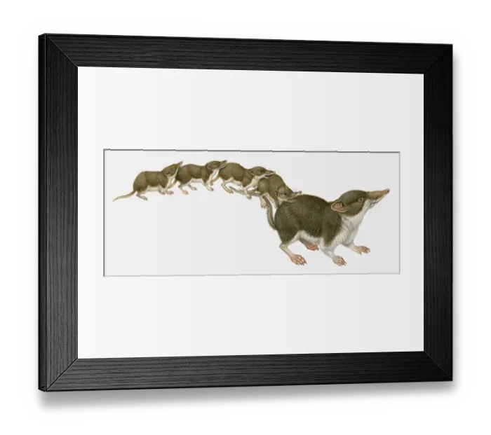 Framed Print : Illustration of family American Pygmy Shrews Framed Print : Illustration of family American Pygmy Shrews