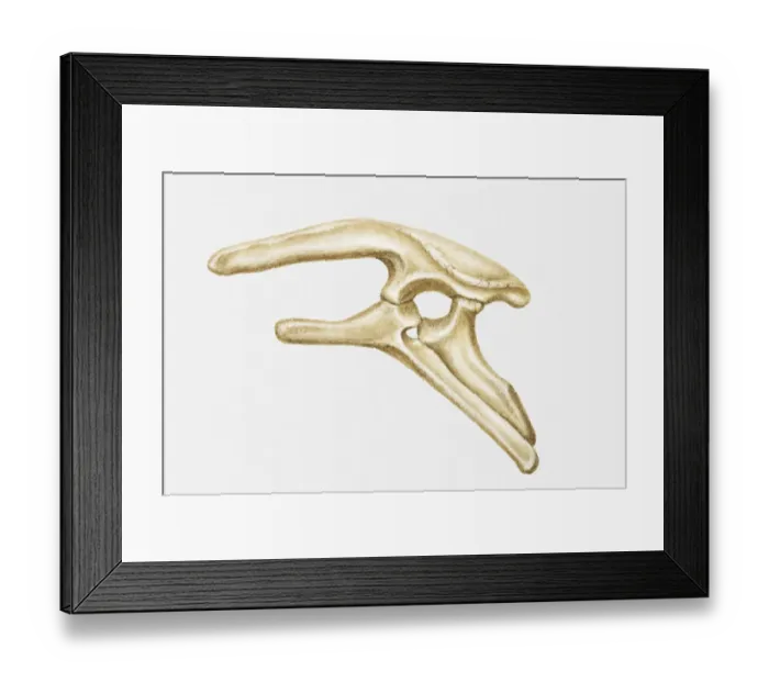Framed Print : Illustration of the hip bone of a Stegosaurus, a type of Thyreophoran dinosaur, Jurassic period Framed Print : Illustration of the hip bone of a Stegosaurus, a type of Thyreophoran dinosaur, Jurassic period