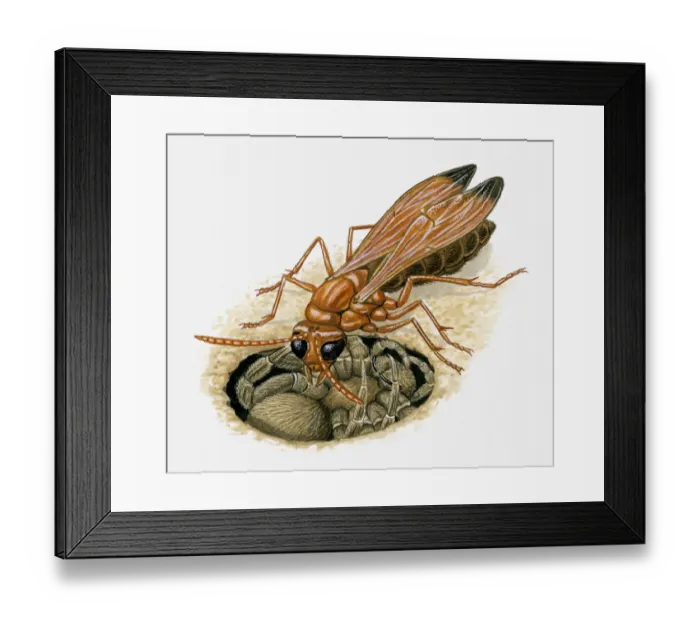 Framed Print : Illustration of Spider wasp injecting venom into spider in burrow Framed Print : Illustration of Spider wasp injecting venom into spider in burrow