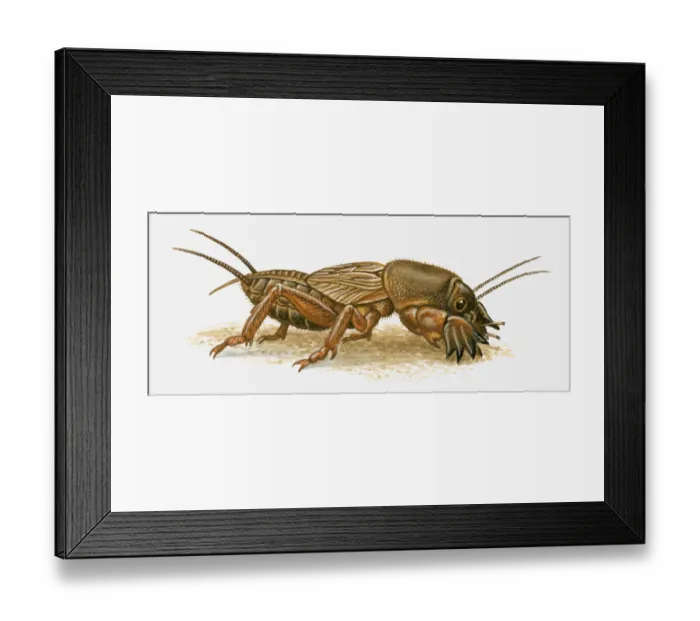 Framed Print : Illustration of Mole Cricket (Mole Cricket) Framed Print : Illustration of Mole Cricket (Mole Cricket)