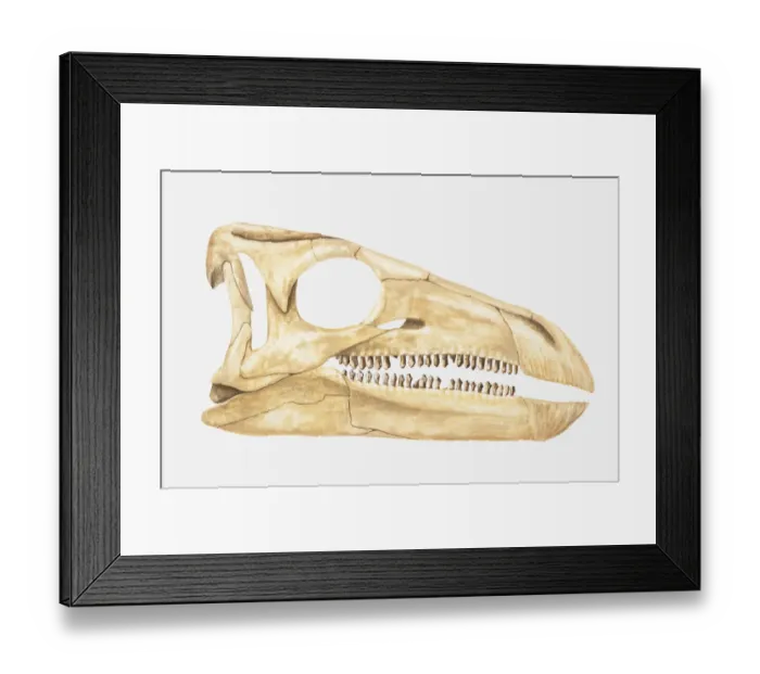 Framed Print : Illustration of the skull of a Scelidosaurus, a type of Thyreophoran dinosaur, Jurassic period Framed Print : Illustration of the skull of a Scelidosaurus, a type of Thyreophoran dinosaur, Jurassic period