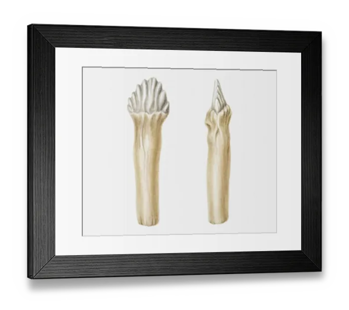 Framed Print : Illustration of the cheek teeth of an Edmontonia dinosaur, Cretaceous period Framed Print : Illustration of the cheek teeth of an Edmontonia dinosaur, Cretaceous period