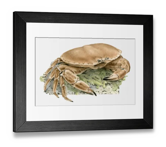 Framed Print : Illustration of a crab Framed Print : Illustration of a crab