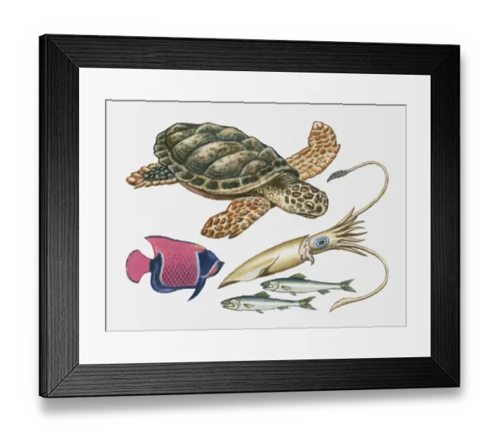 Framed Print : Illustration of turtle, squid, sardines and angel fish Framed Print : Illustration of turtle, squid, sardines and angel fish