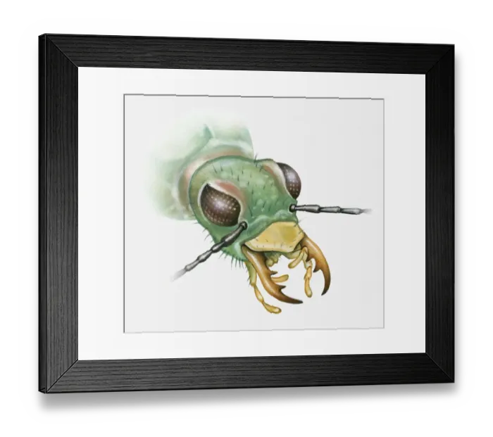 Framed Print : Illustration of a beetles head Framed Print : Illustration of a beetles head