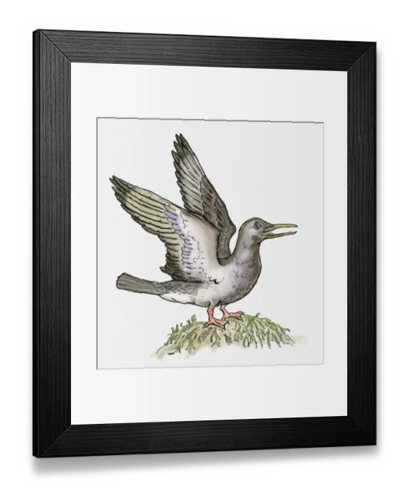 Framed Print : Illustration of an Ichthyornis, a bird from the Cretaceous period Framed Print : Illustration of an Ichthyornis, a bird from the Cretaceous period