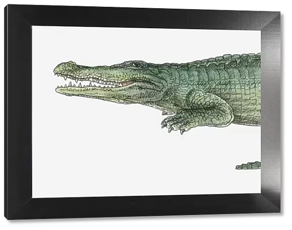 Illustration of a Deinosuchus, a crocodilian from the Late Cretaceous period