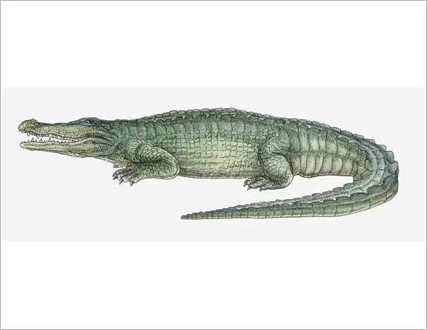 Illustration of a Deinosuchus, a crocodilian from the Late Cretaceous period