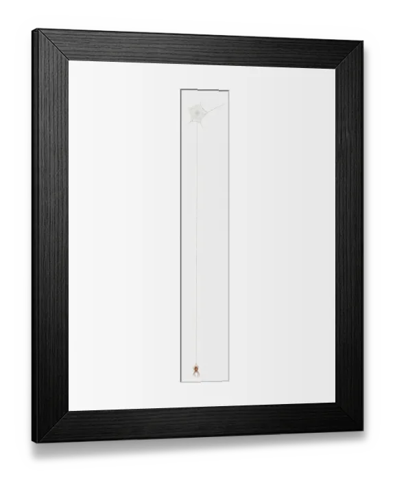 Framed Print : Illustration of spider hanging by thread Framed Print : Illustration of spider hanging by thread