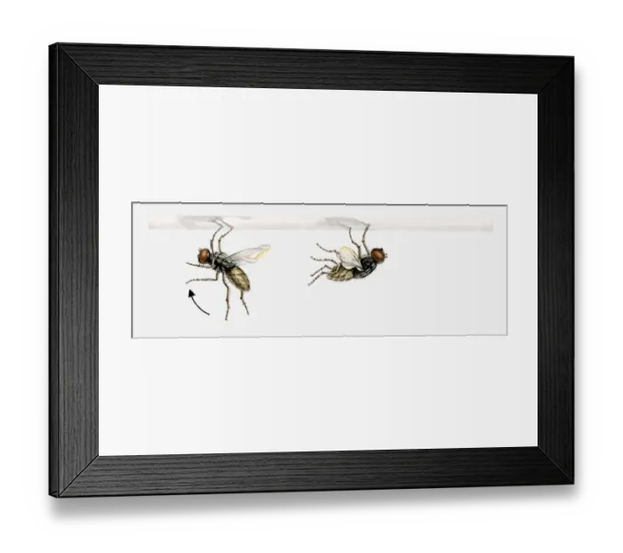 Framed Print : Illustration of a fly landing, putting its front legs up over its head, then grabbing hold of the surface and flipping its body upside down Framed Print : Illustration of a fly landing, putting its front legs up over its head, then grabbing hold of the surface and flipping its body upside down