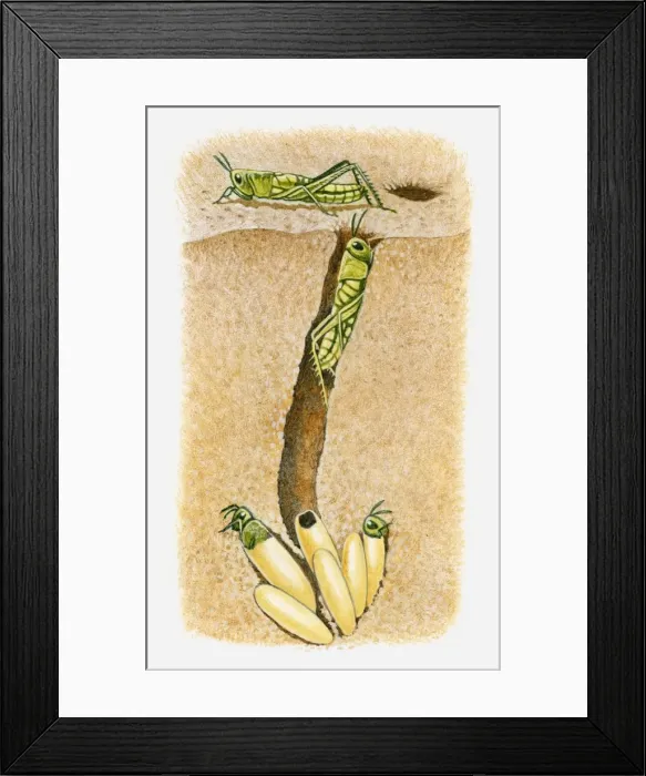 Framed Print : Illustration of baby locusts emerging from their eggs, buried underground in sand
