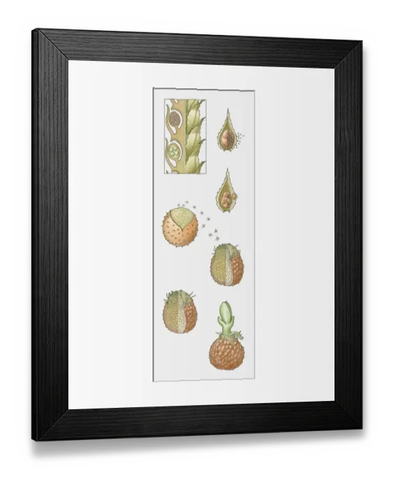 Framed Print : Illustration of the life cycle of a Selaginella sp. (Heterosporous clubmoss) Framed Print : Illustration of the life cycle of a Selaginella sp. (Heterosporous clubmoss)