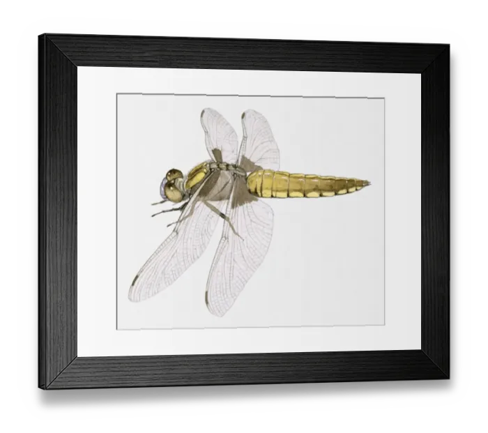 Framed Print : Illustration of a Darter dragonfly (Sympetrum sp. )
