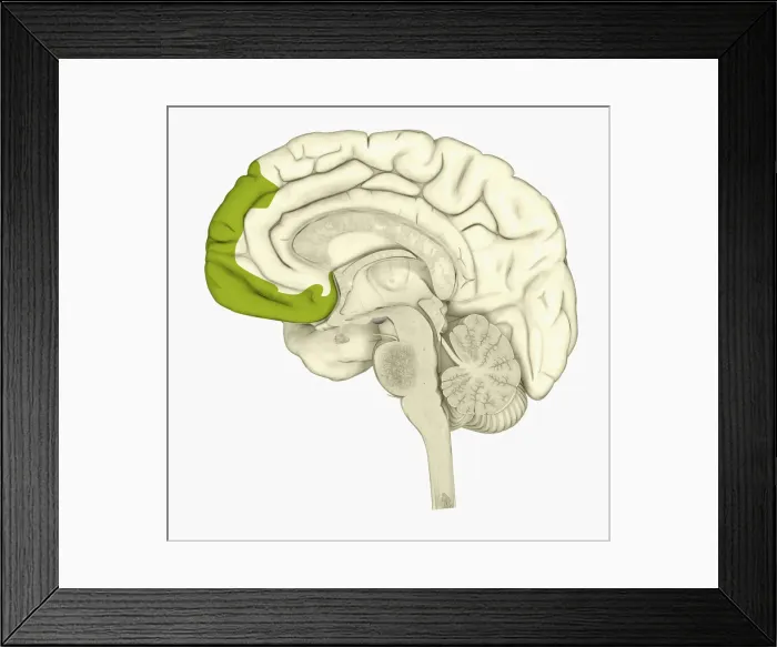 Framed Print : Digital illustration of human brain showing frontal cortex in green Framed Print : Digital illustration of human brain showing frontal cortex in green