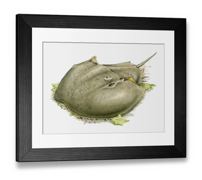 Framed Print : Illustration of a Horseshoe crab (Limulidae) on the ocean floor Framed Print : Illustration of a Horseshoe crab (Limulidae) on the ocean floor