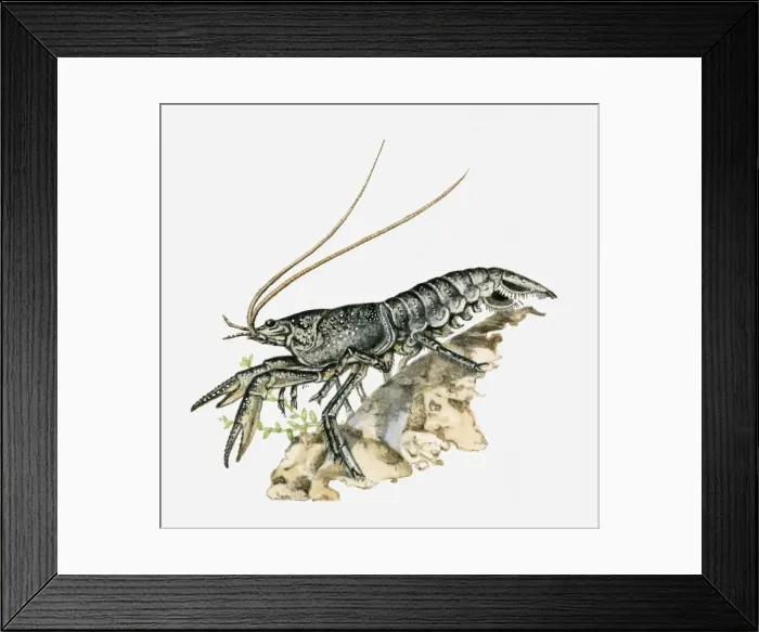Framed Print : Illustration of a crayfish Framed Print : Illustration of a crayfish