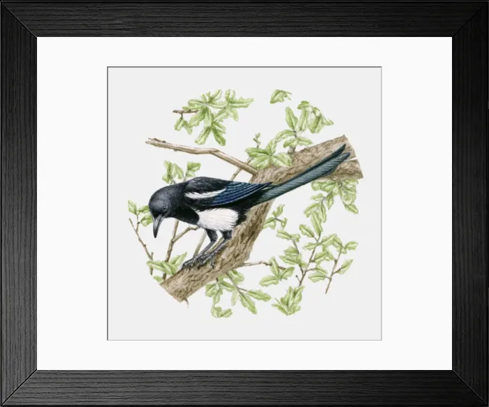 Framed Print : Illustration of a Magpie (Pica pica) sitting on a tree Framed Print : Illustration of a Magpie (Pica pica) sitting on a tree