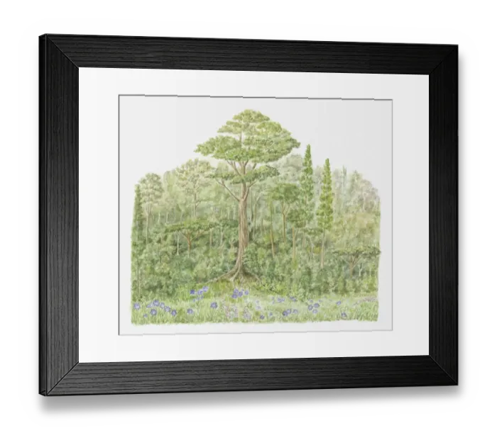 Framed Print : Africa, Kenya, Kakamega Forest, lush vegetation and trees Framed Print : Africa, Kenya, Kakamega Forest, lush vegetation and trees