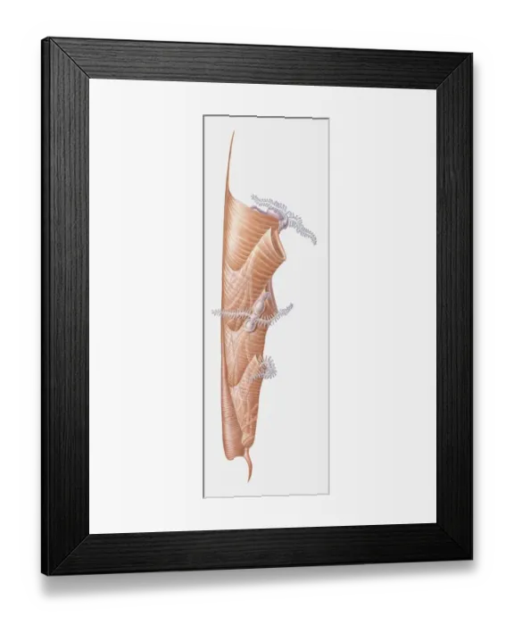 Framed Print : Illustration of a Graptolite colony, Cambrian-Carboniferous period