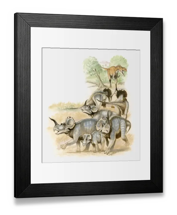 Framed Print : Illustration of a group of Centrosaurs running away from carnivorous Albertosaurus Framed Print : Illustration of a group of Centrosaurs running away from carnivorous Albertosaurus