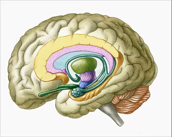 Cross section illustration of human brain showing limbic system and primitive forebrain