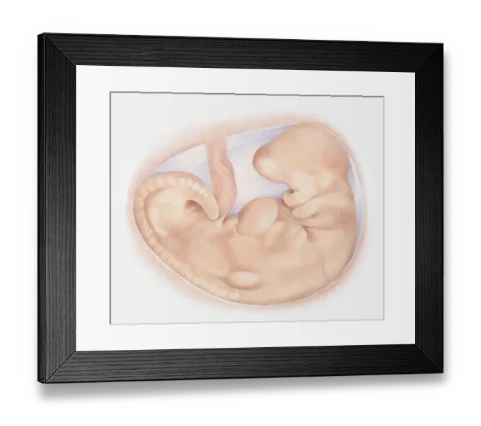 Framed Print : Illustration of foetus in womb at one month Framed Print : Illustration of foetus in womb at one month