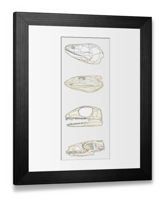 Framed Print : Illustration of the skulls of four vertebrates, fleshy-finned fish (Sarcopterygii), early tetrapod, early reptile, mammal