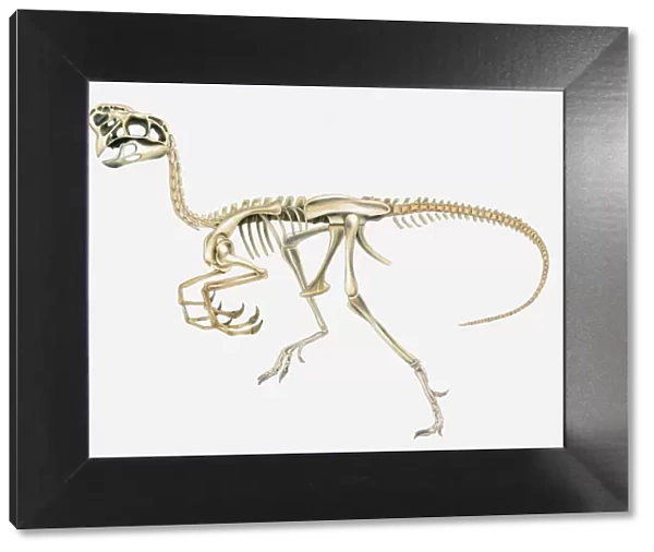 Illustration of the skeleton of an Oviraptor dinosaur, side view