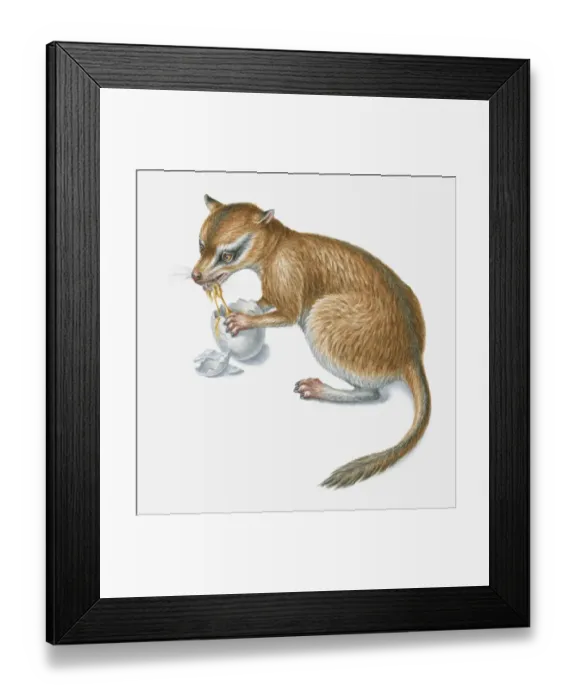 Framed Print : Illustration of a prehistoric ominivorous mammal eating a dinosaurs egg Framed Print : Illustration of a prehistoric ominivorous mammal eating a dinosaurs egg