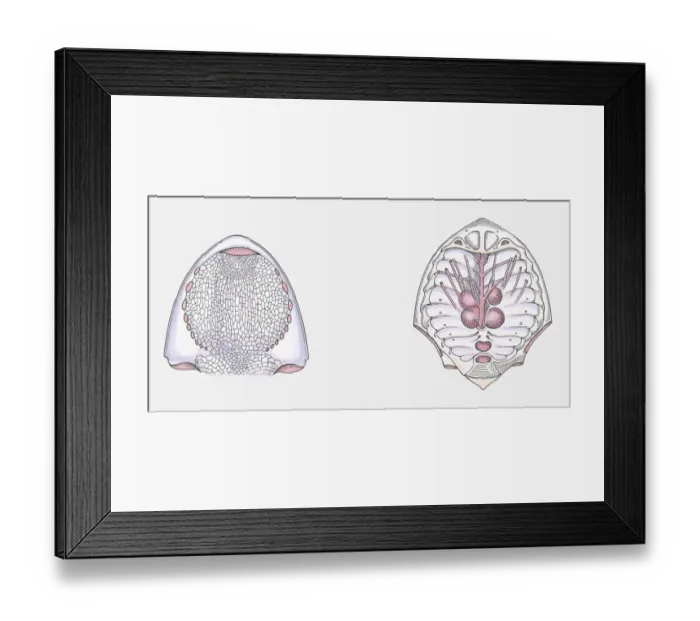 Framed Print : Anatomical illustration of a Cephalaspid prehistoric fish, underside of head and internal head structure Framed Print : Anatomical illustration of a Cephalaspid prehistoric fish, underside of head and internal head structure