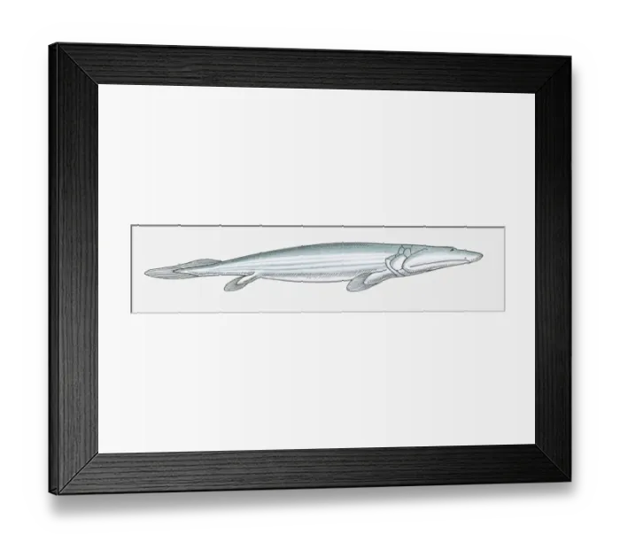 Framed Print : Illustration of a Panderichthys, a fish from the Devonian period