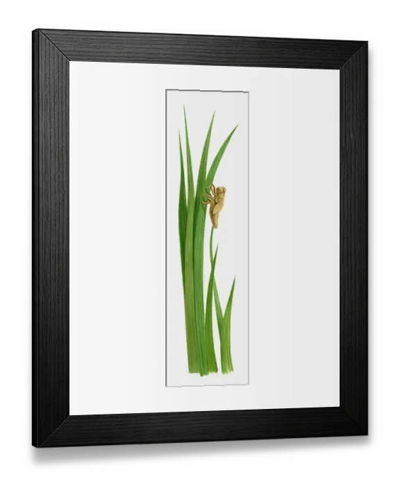 Framed Print : Illustration of a dragonfly nymph on a blade of grass Framed Print : Illustration of a dragonfly nymph on a blade of grass