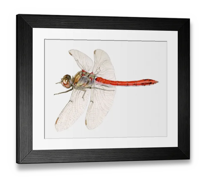 Framed Print : Illustration of a Common darter dragonfly (Sympetrum striolatum) Framed Print : Illustration of a Common darter dragonfly (Sympetrum striolatum)